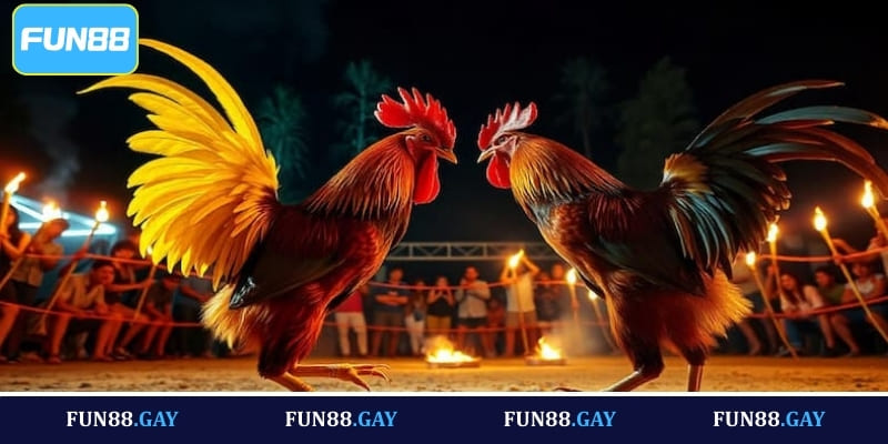 Bí quyết soi kèo đá gà luôn thắng từ chuyên gia