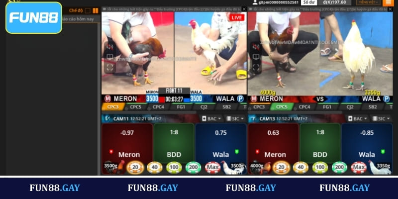 Hướng dẫn tham gia cá cược đá gà Fun88 cho người mới