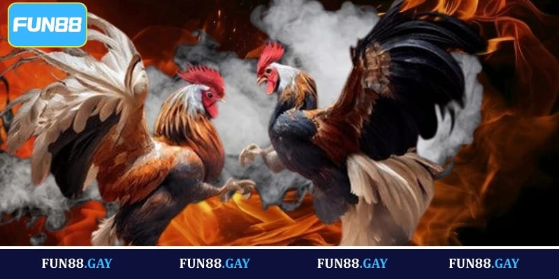 Sơ lược về đá gà Fun88